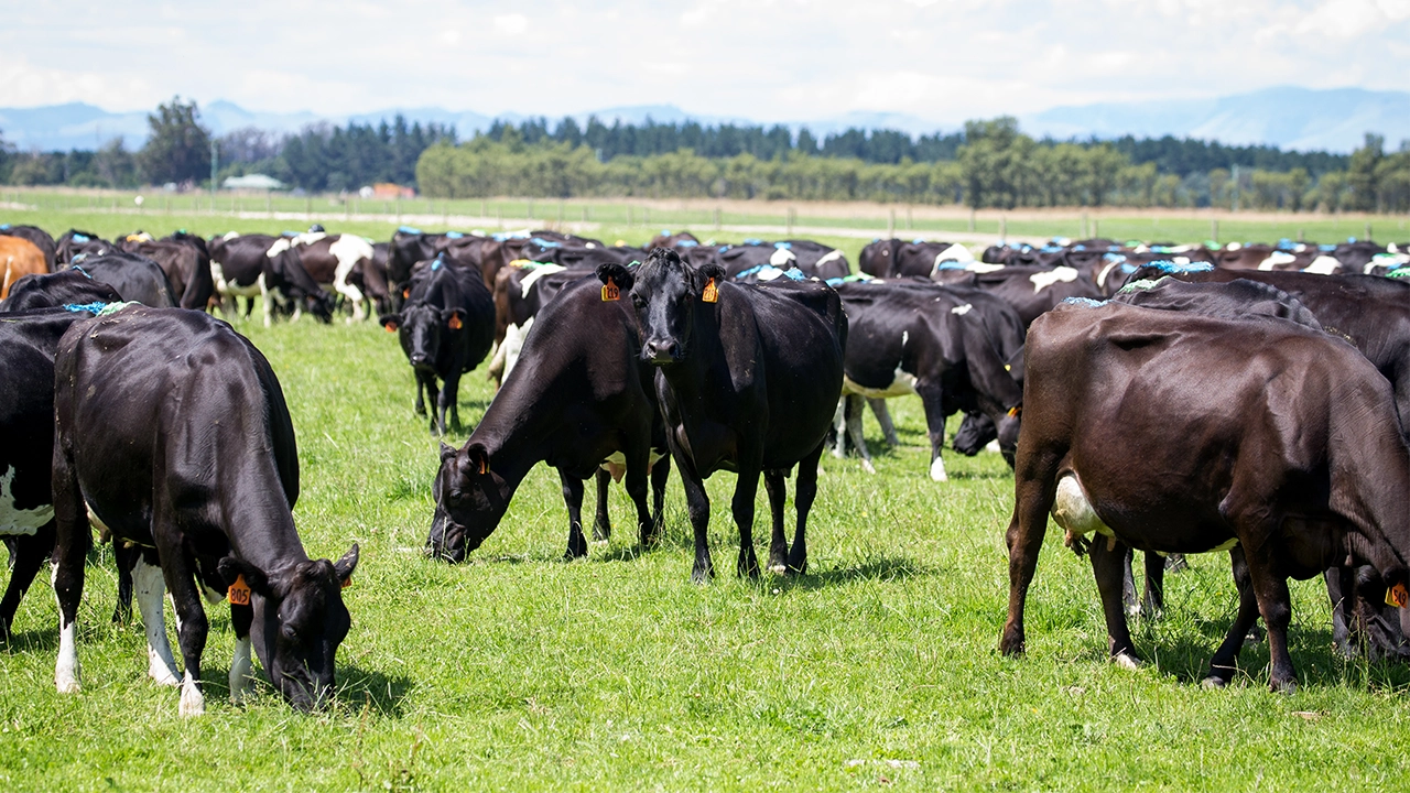 Cows in paddock