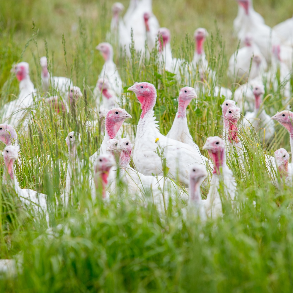 Christmas with Crozier's Turkeys