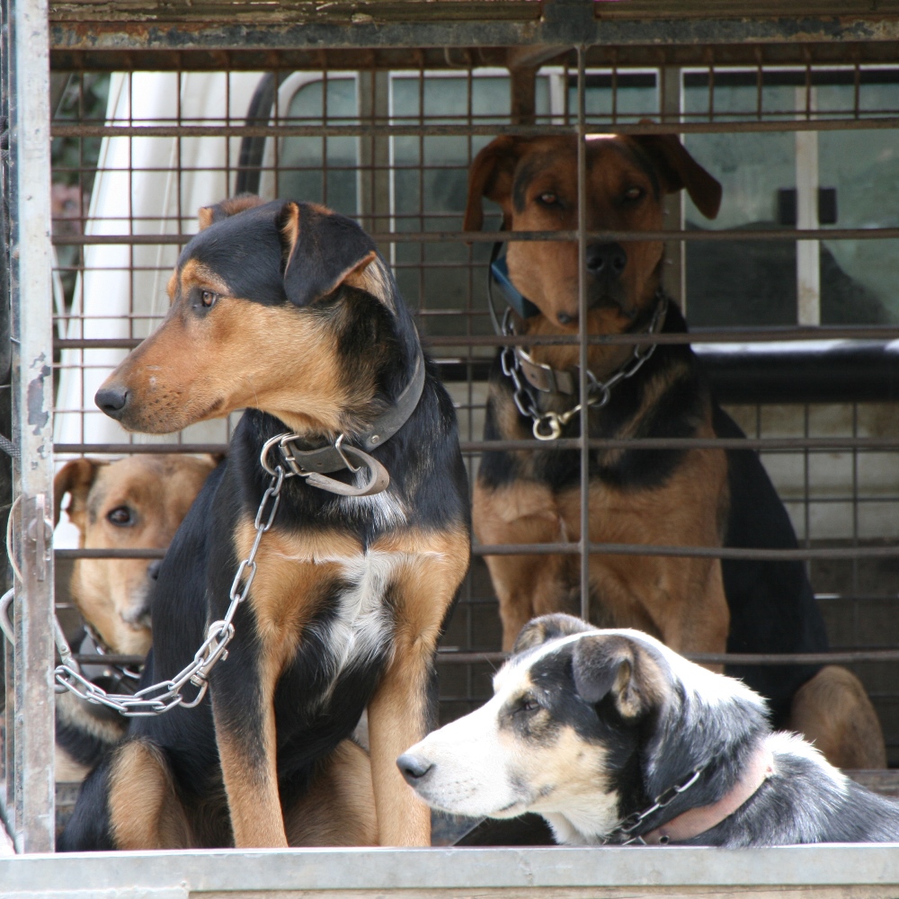 Working dogs