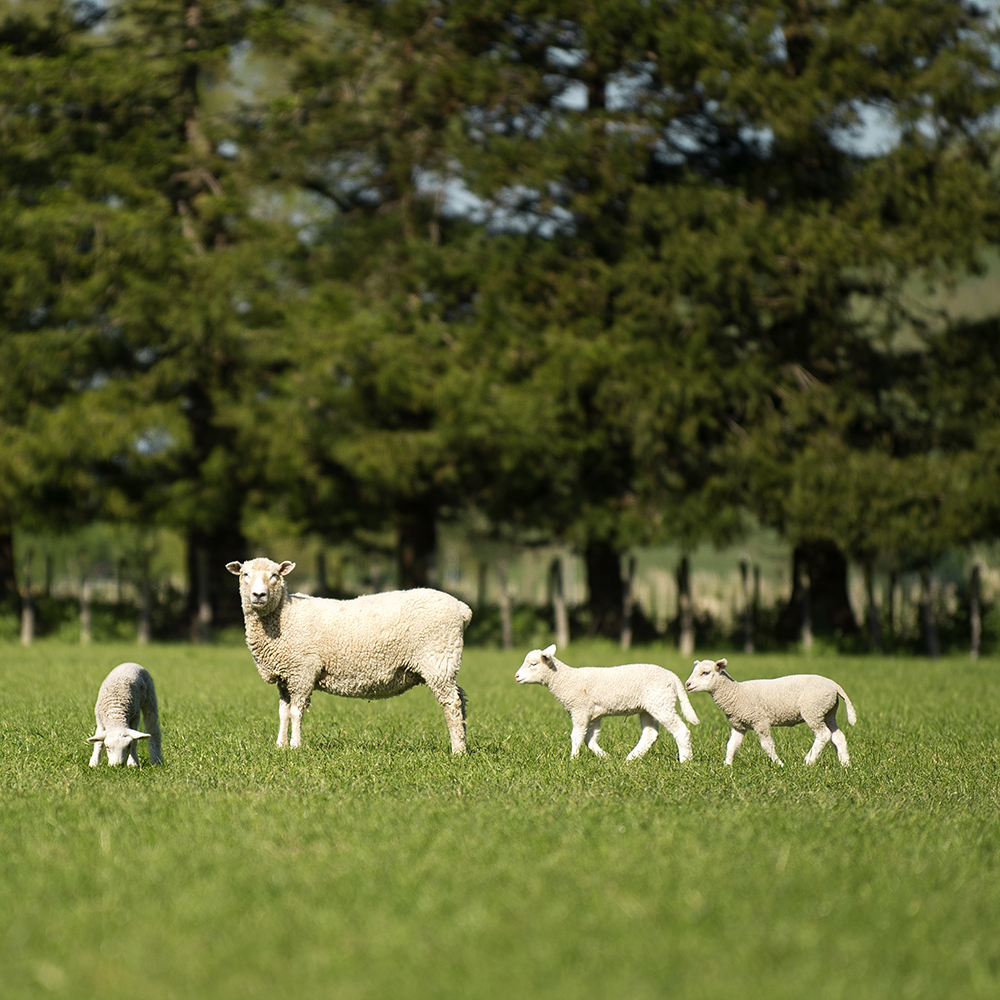 Triple drench resistance an emerging issue