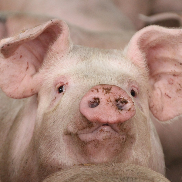 Pork prospects good despite challenges