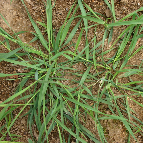 Controlling twitch prior to pasture renewal