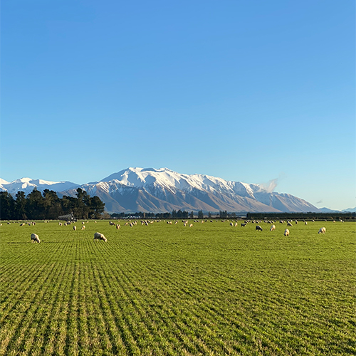 The new breed of Kiwi determination