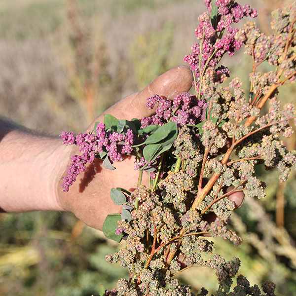 Varied crops bring promise to provinces