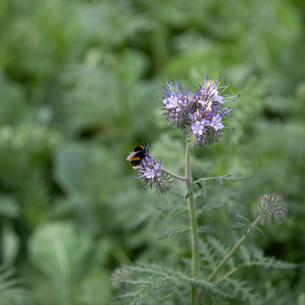 Corporate support lifts for farmer carbon efforts