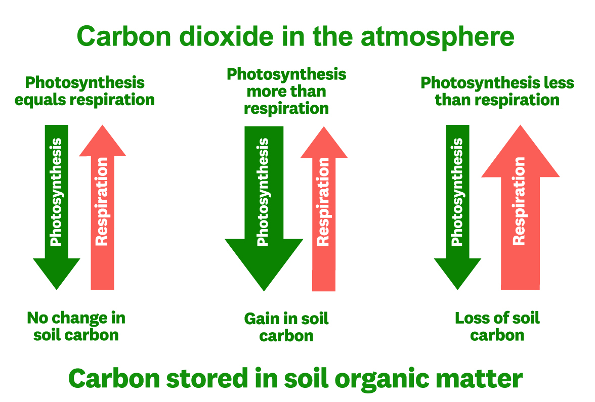 Photosynthesisandres...