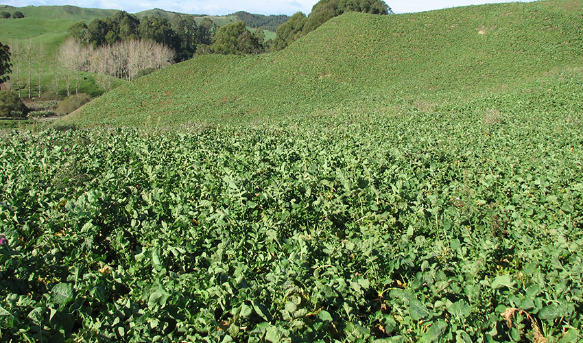 Side dressing brassicas 