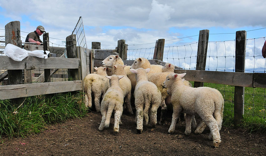 Wormwise advice for ewes and lambs this spring