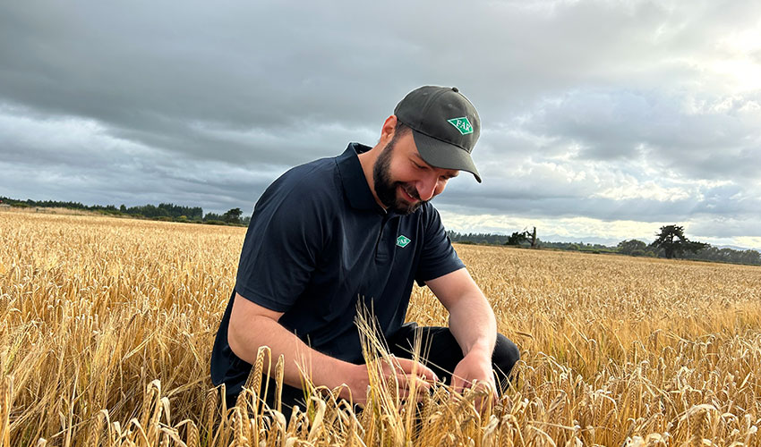 Wheat cultivar mixes show promise 