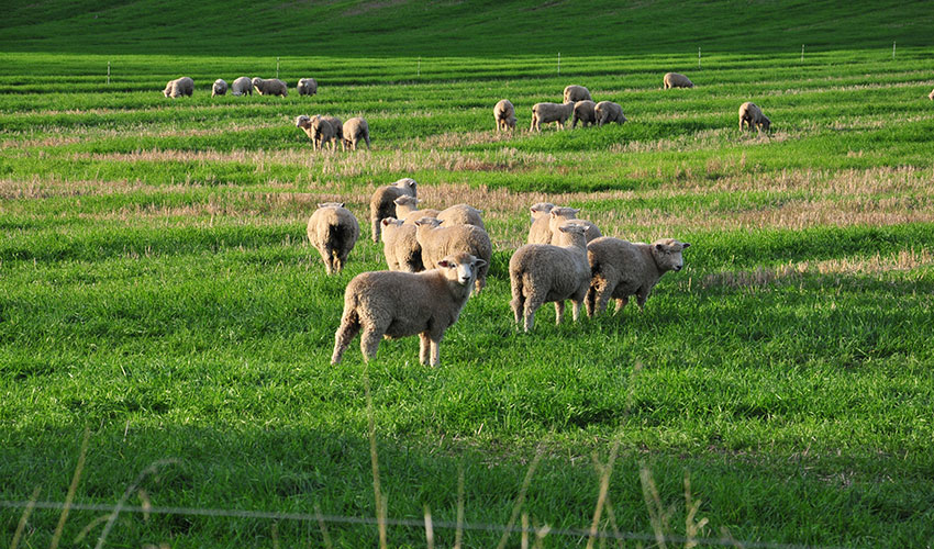 Integrating livestock into arable systems brings significant advantages