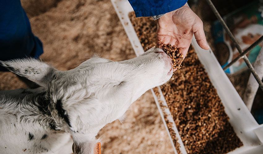 Harness your biggest tool this calving for herd productivity