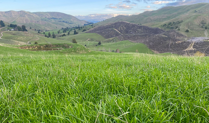 Make pasture go (even) further this spring 