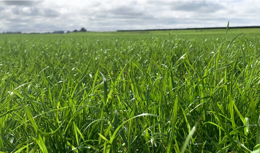 Pasture renewal: a key investment for farm productivity